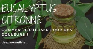 Eucalyptus citronné