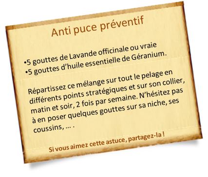 anti puce naturel pr&eacute;ventif