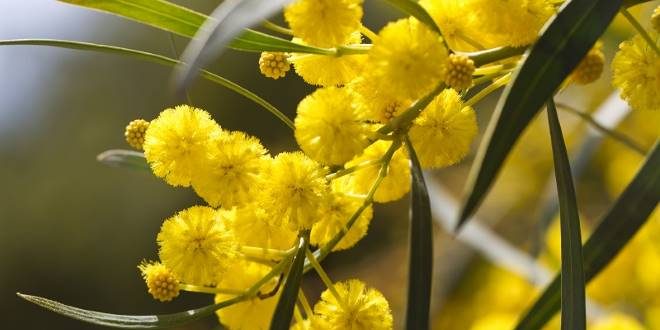 huile essentielle mimosa